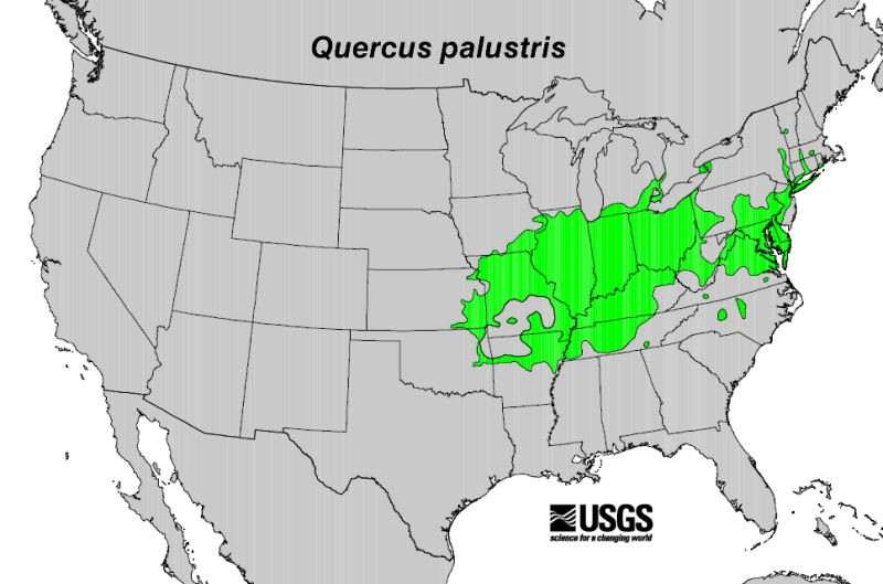 Pin oak deals native range